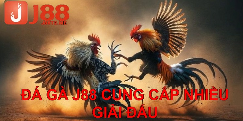 Đá gà J88 cung cấp nhiều giải đấu mãn nhãn